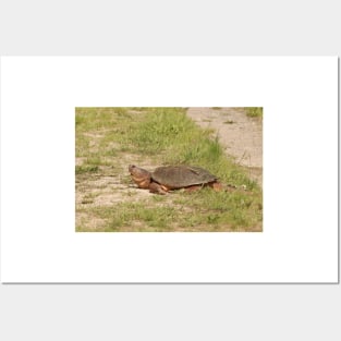 An Old Snapping Turtle Surveying the Surroundings Posters and Art